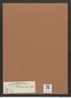 Navicula hitchcokii [sic] Ehr. (de-Toni-Nr.: Genus 1, Species 560) Zeichnungen Sammlung Grunow Mappe 00484 (Herbarium_W_Grunow_drawings_Folder_00484)